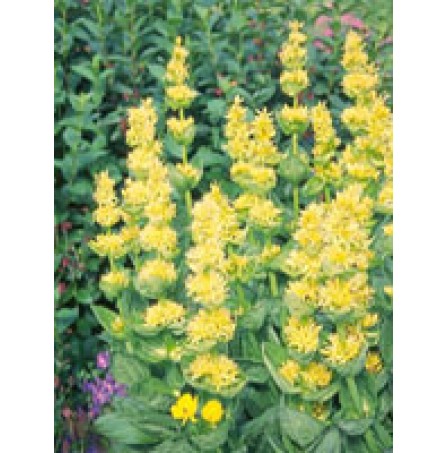 TSA GENTIANA LUTEA 50ML