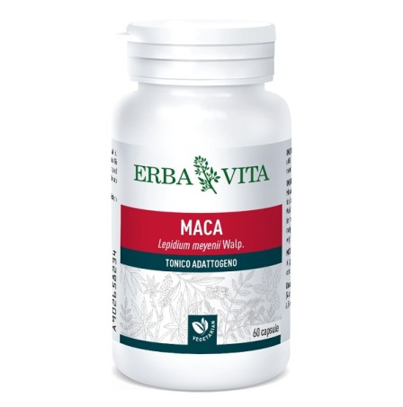 MACA 60 Cps 400mg          EBV